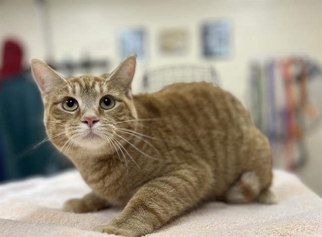 GABBY - Domestic Short Hair available for adoption