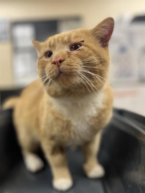 CHOWDER - Domestic Short Hair available for adoption