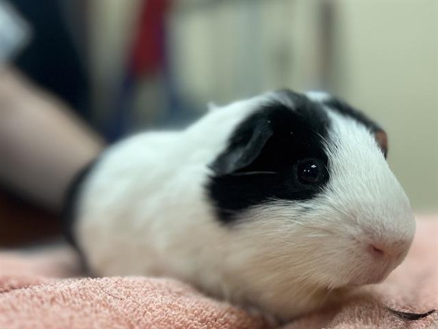 DOMINO - Guinea Pig available for adoption