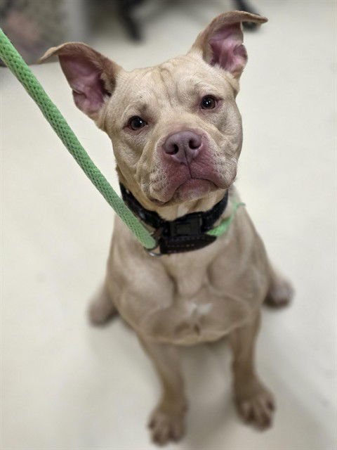 BELLA MARIE - Pit Bull Terrier available for adoption