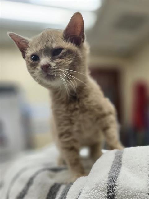 FIG - Domestic Short Hair available for adoption