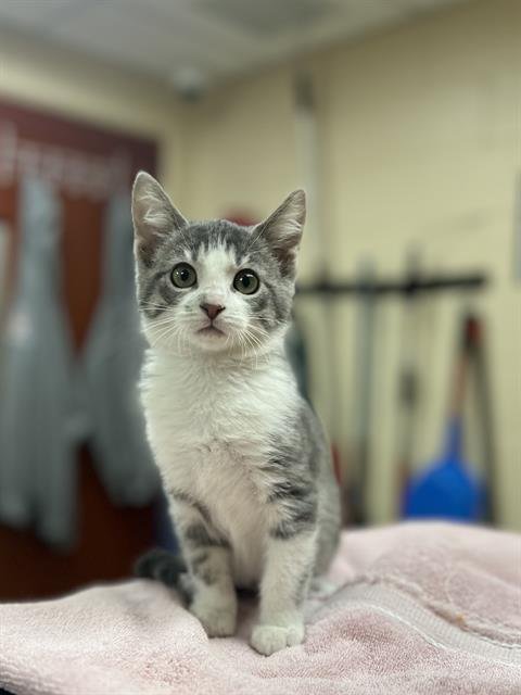 GALE - Domestic Short Hair available for adoption