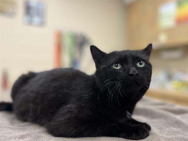 THELMA - Domestic Short Hair available for adoption