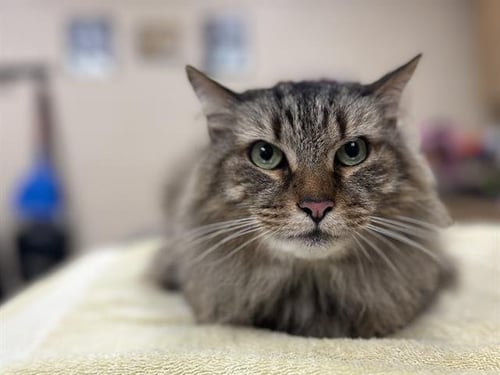 SAMMY - Domestic Long Hair available for adoption