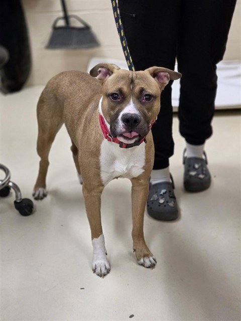 DAX - Pit Bull Terrier available for adoption