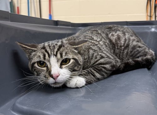 MUSTANG - Domestic Short Hair available for adoption