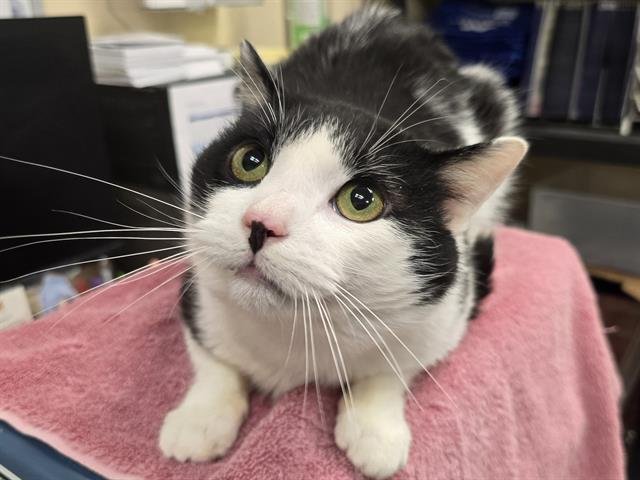 MILES - Domestic Short Hair available for adoption