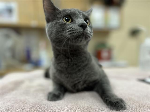 LEMON MERINGUE - Domestic Short Hair available for adoption