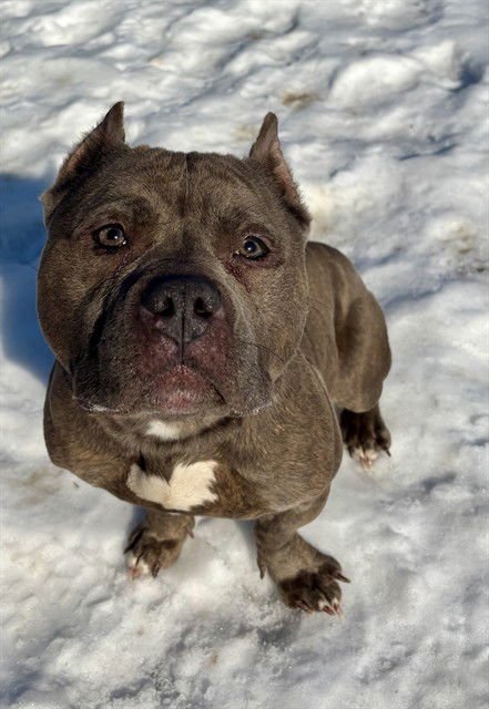 MUFFIN - Pit Bull Terrier available for adoption