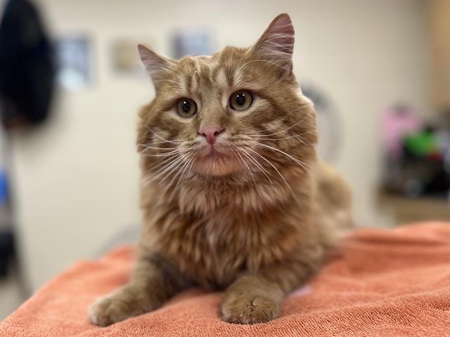 CASSEROLE - Domestic Long Hair available for adoption