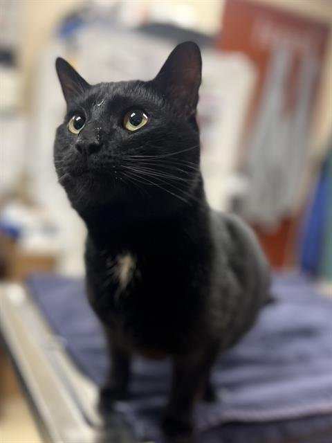 JOEY - Domestic Short Hair available for adoption