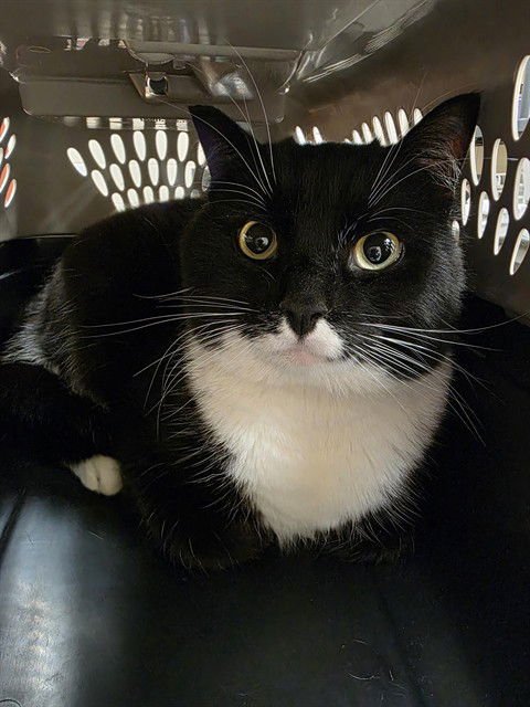 MOUSE - Domestic Short Hair available for adoption