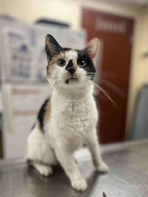 ELITA - Domestic Short Hair available for adoption