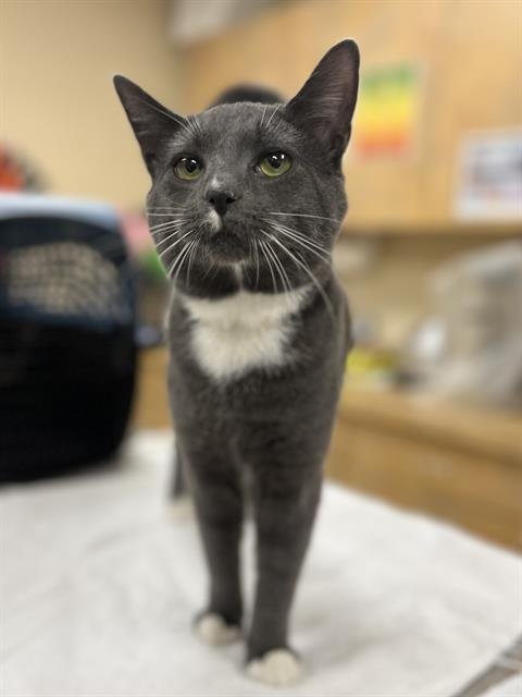 CLARK - Domestic Short Hair available for adoption