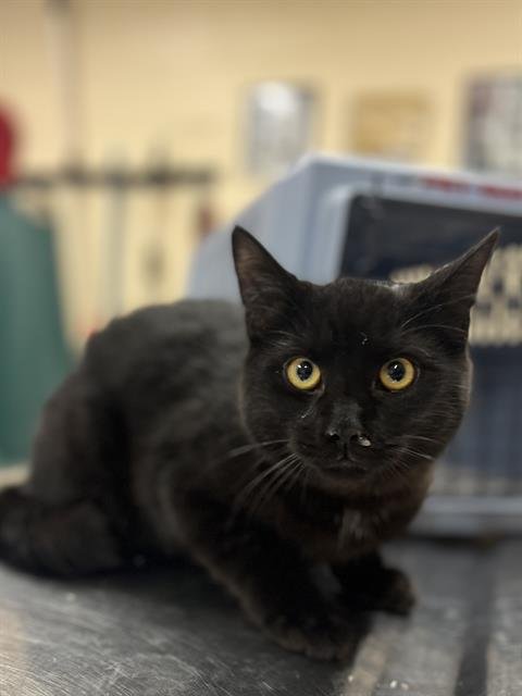 ANCHO - Domestic Short Hair available for adoption