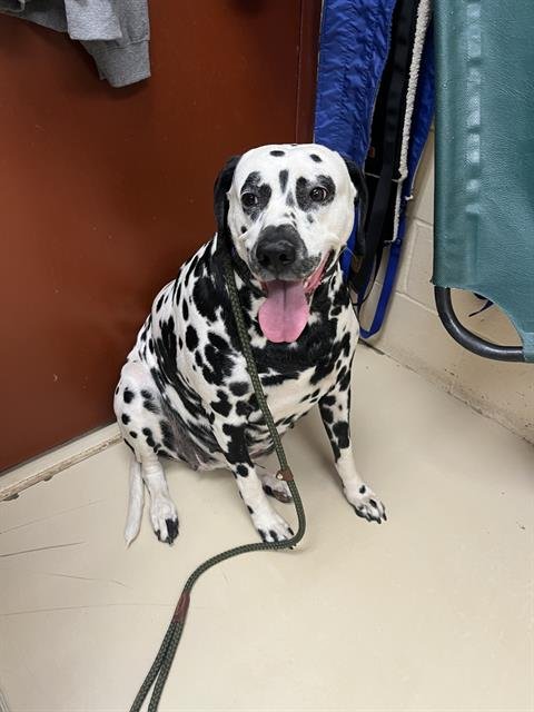 OREO - Dalmatian available for adoption