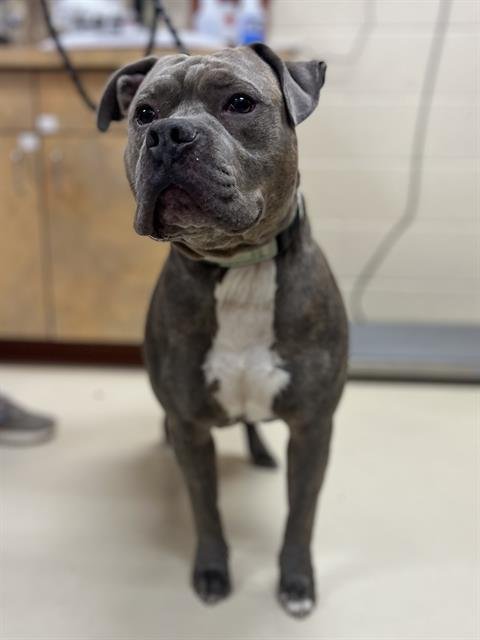 PENN - Pit Bull Terrier available for adoption