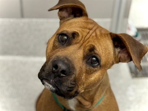 GRACIE - Pit Bull Terrier for adoption in Aurora