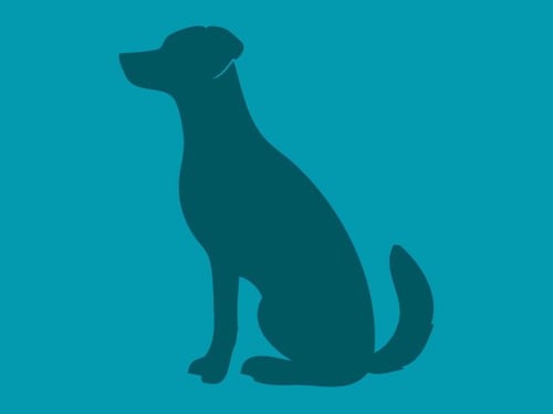 MR TWINKLETOES - Cane Corso Mastiff available for adoption