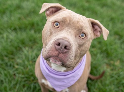 LOLA - Pit Bull Terrier available for adoption
