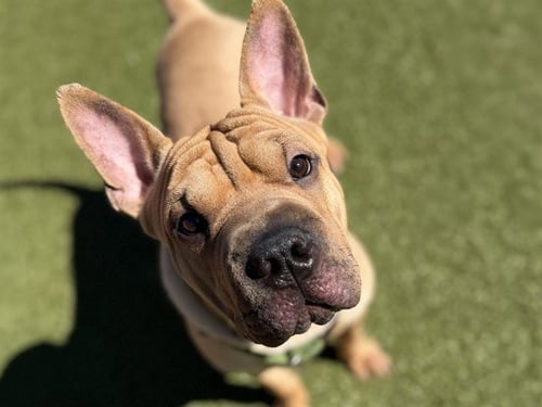 MANOLO - Chinese Shar-Pei available for adoption