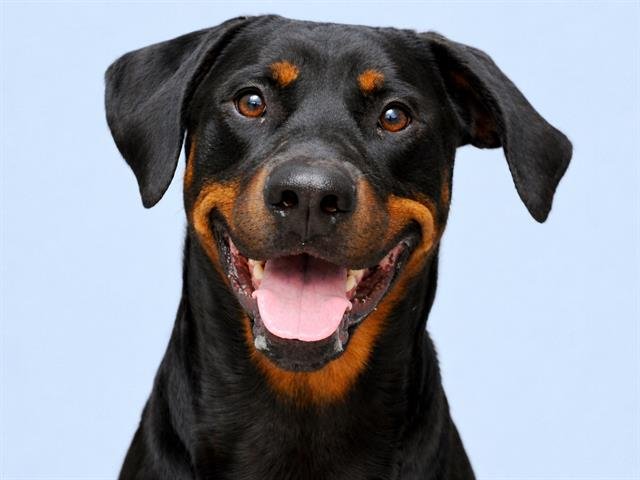 GOJO - Rottweiler / Doberman Pinscher available for adoption