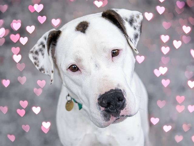 BLANCA - Staffordshire Bull Terrier available for adoption