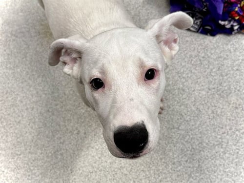 MISS GRACIE - Pit Bull Terrier available for adoption