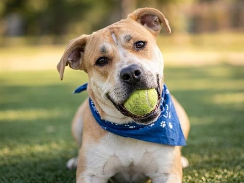 ARIES - Pit Bull Terrier available for adoption
