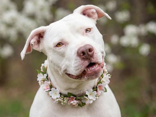LADY - Pit Bull Terrier available for adoption