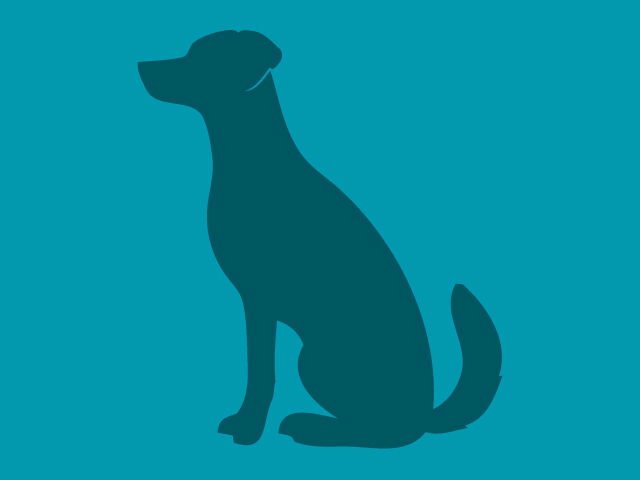 TIKKA MASALA - Pit Bull Terrier available for adoption