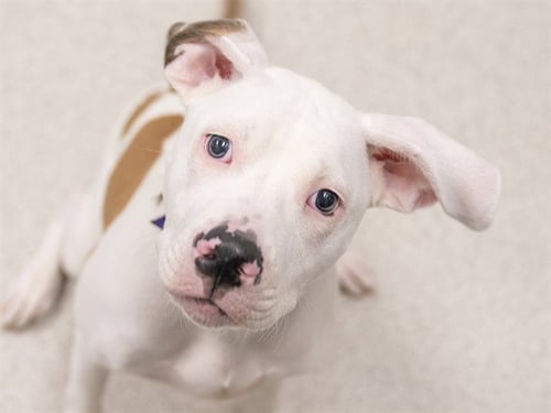 PEANUT - Pit Bull Terrier available for adoption