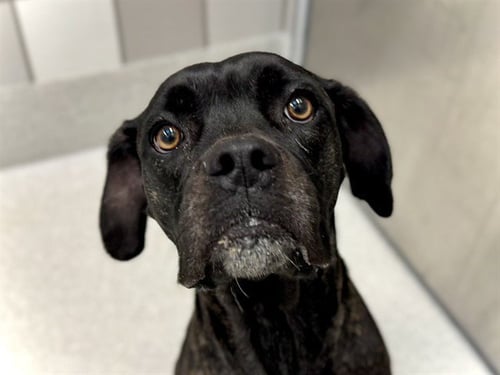 MAGGIE - Boxer available for adoption