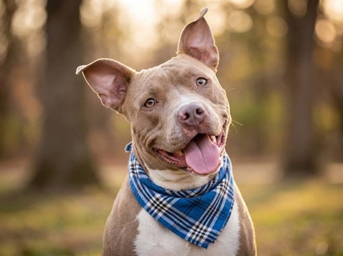 DUKE - Pit Bull Terrier available for adoption