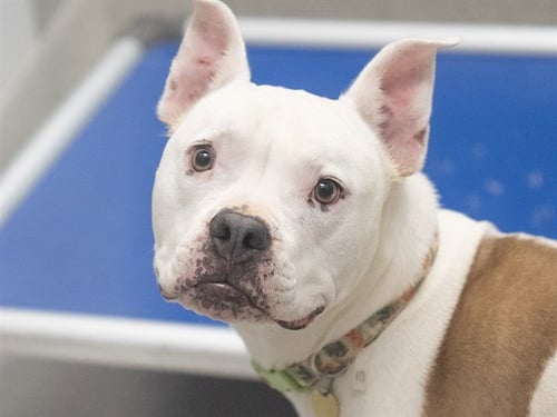 DAISY - Pit Bull Terrier available for adoption