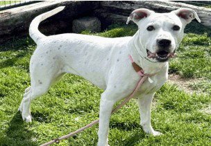 MEGAN - Pit Bull Terrier available for adoption