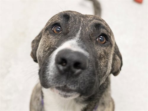 SIMBA - Mastiff available for adoption
