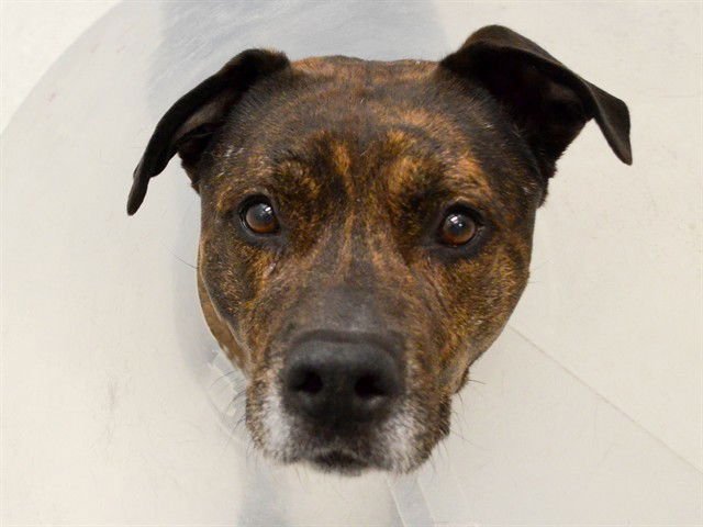 ACE - Staffordshire Bull Terrier / Bull Terrier available for adoption