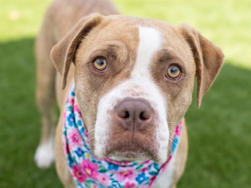 CANELA - Pit Bull Terrier / Rottweiler for adoption in Aurora