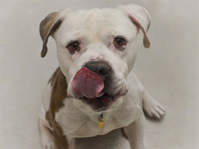 MARTY - Pit Bull Terrier available for adoption