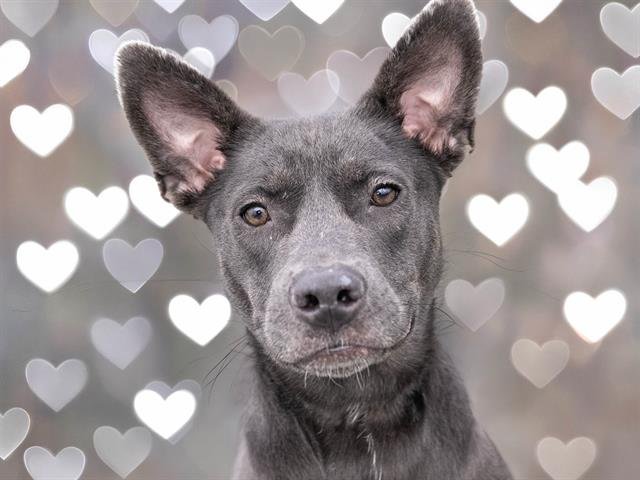 NEBBY - Pit Bull Terrier / Siberian Husky available for adoption