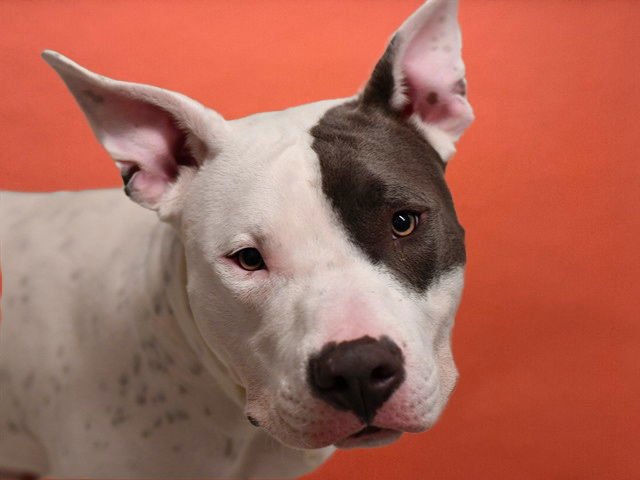 NICO - Pit Bull Terrier available for adoption