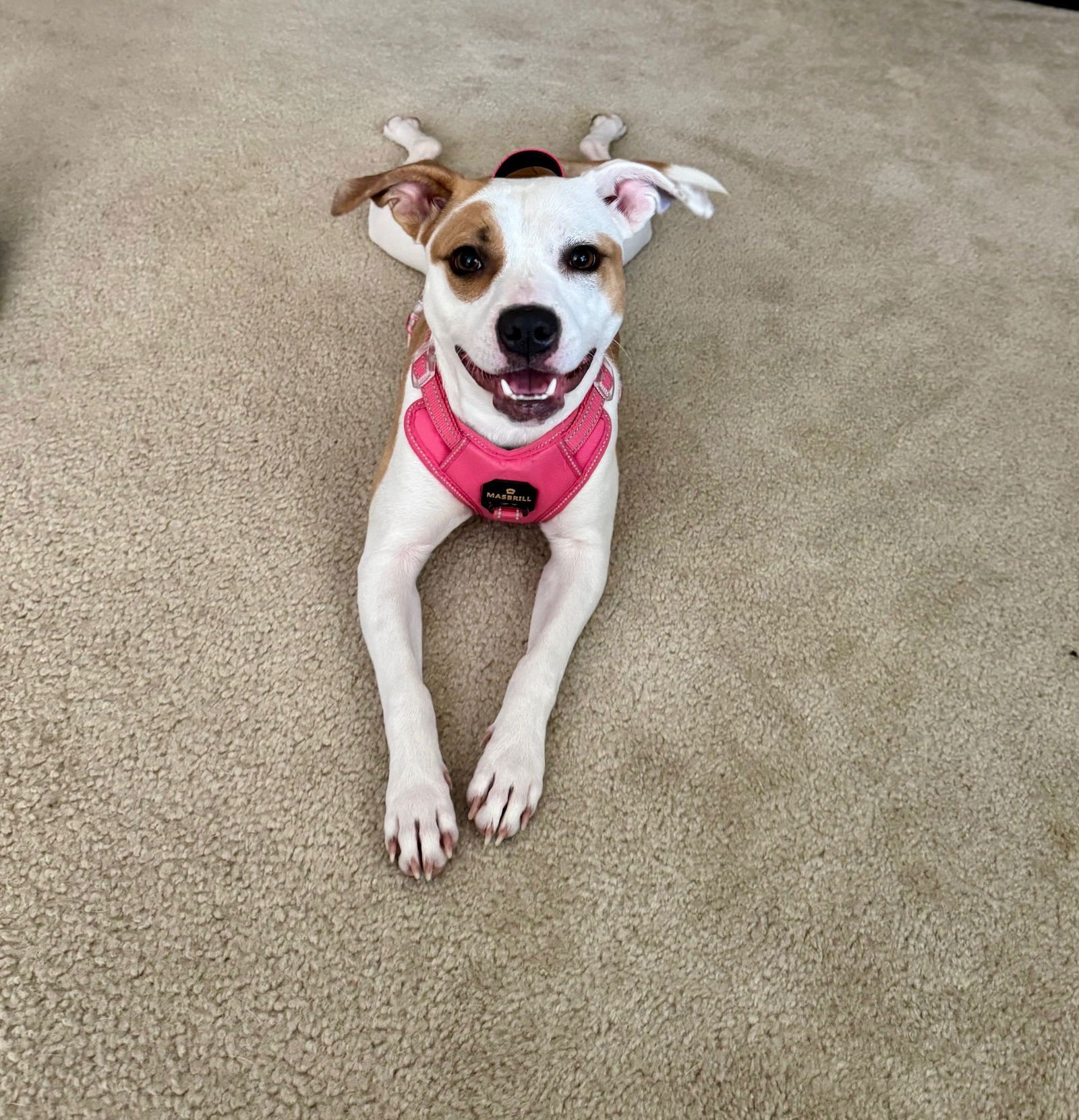 ROXY - French Bulldog / Boston Terrier available for adoption