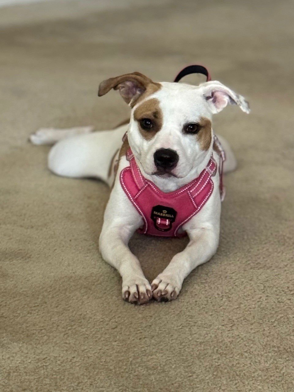 ROXY - French Bulldog / Boston Terrier available for adoption