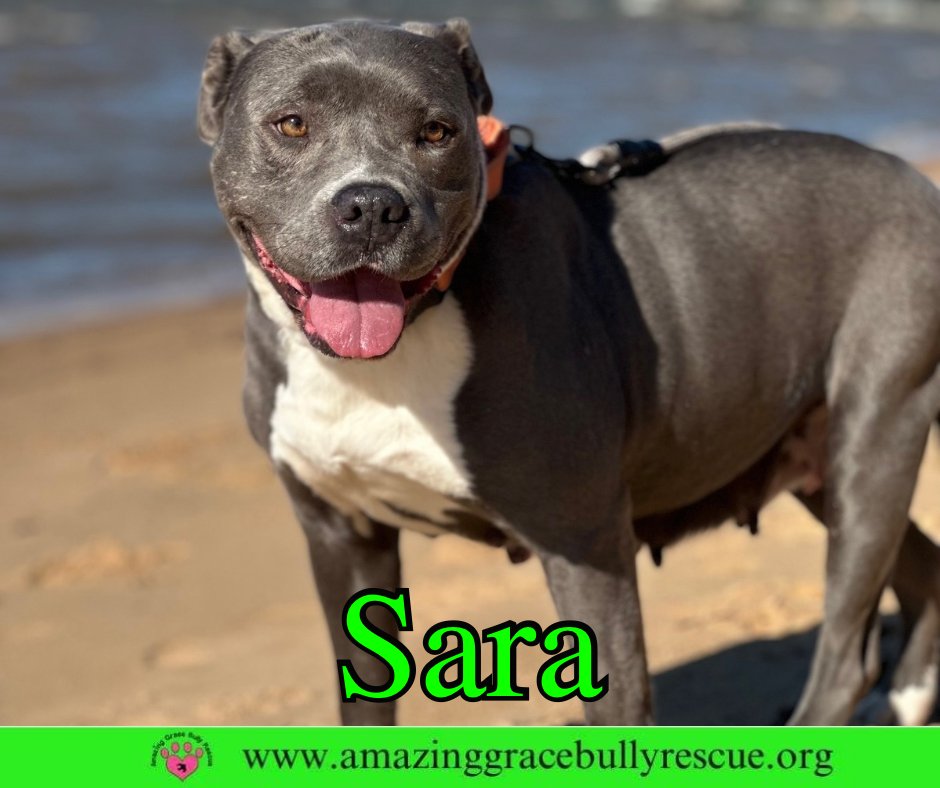 SARA - American Pit Bull Terrier available for adoption