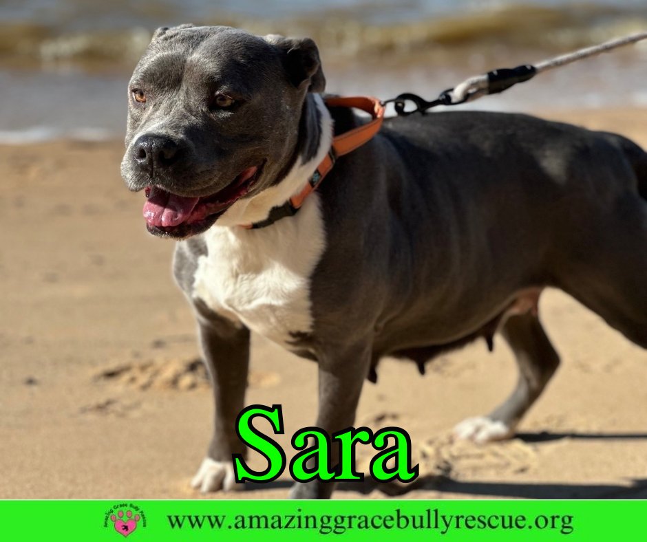 SARA - American Pit Bull Terrier available for adoption