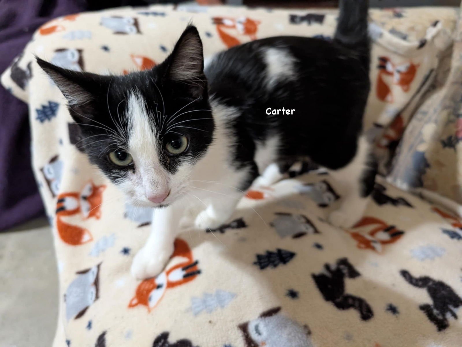 CARTER - Domestic Short Hair / Tuxedo available for adoption