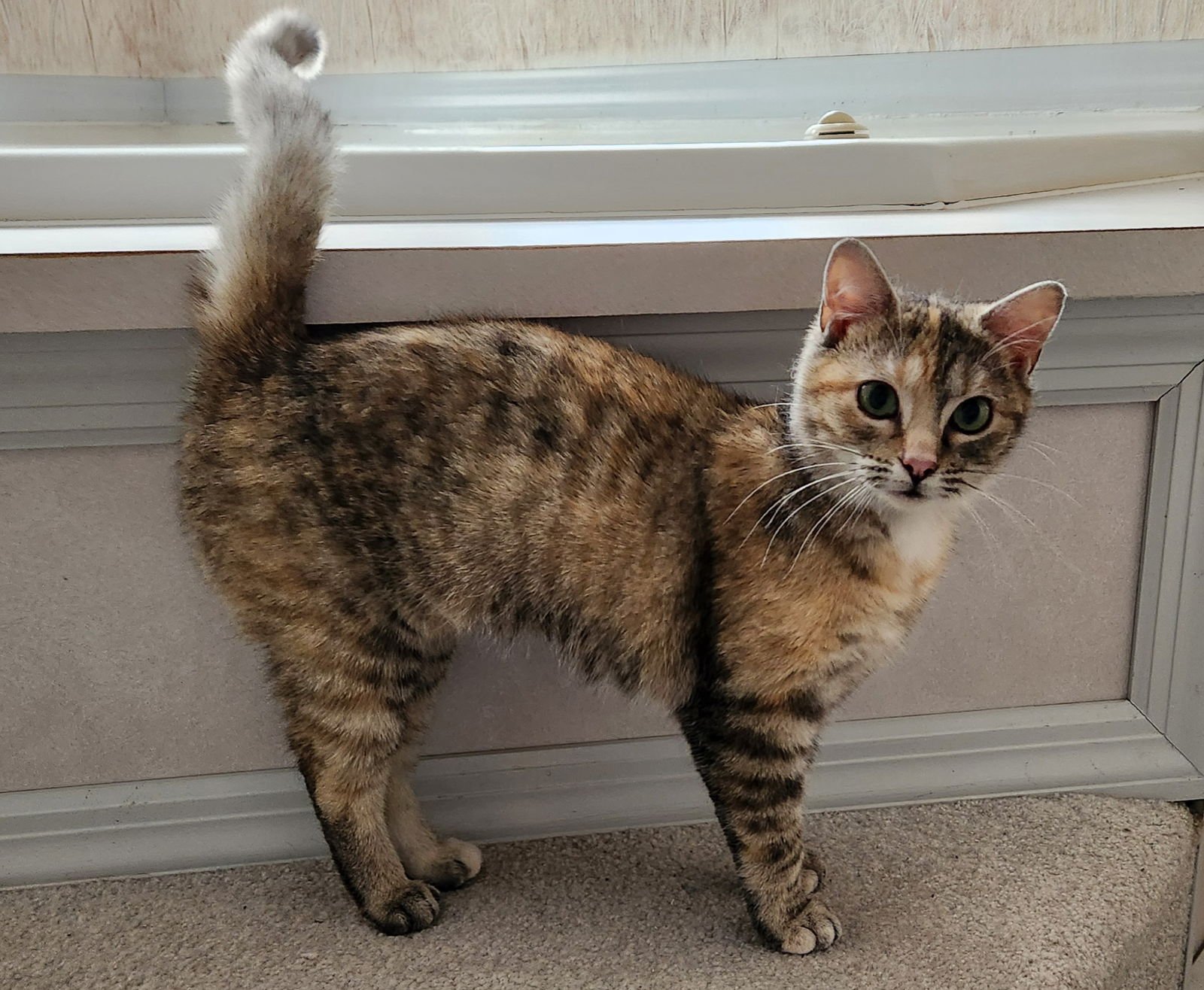 BUFFY YOUNG FEMALE TABBICO - Domestic Short Hair available for adoption