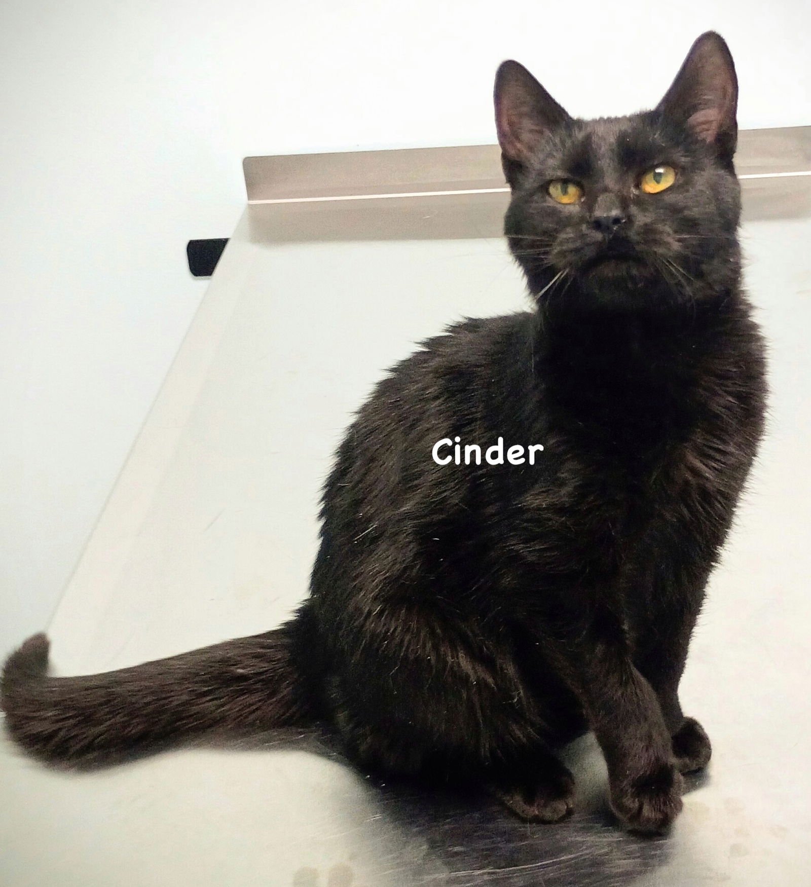 CINDER - Domestic Short Hair available for adoption