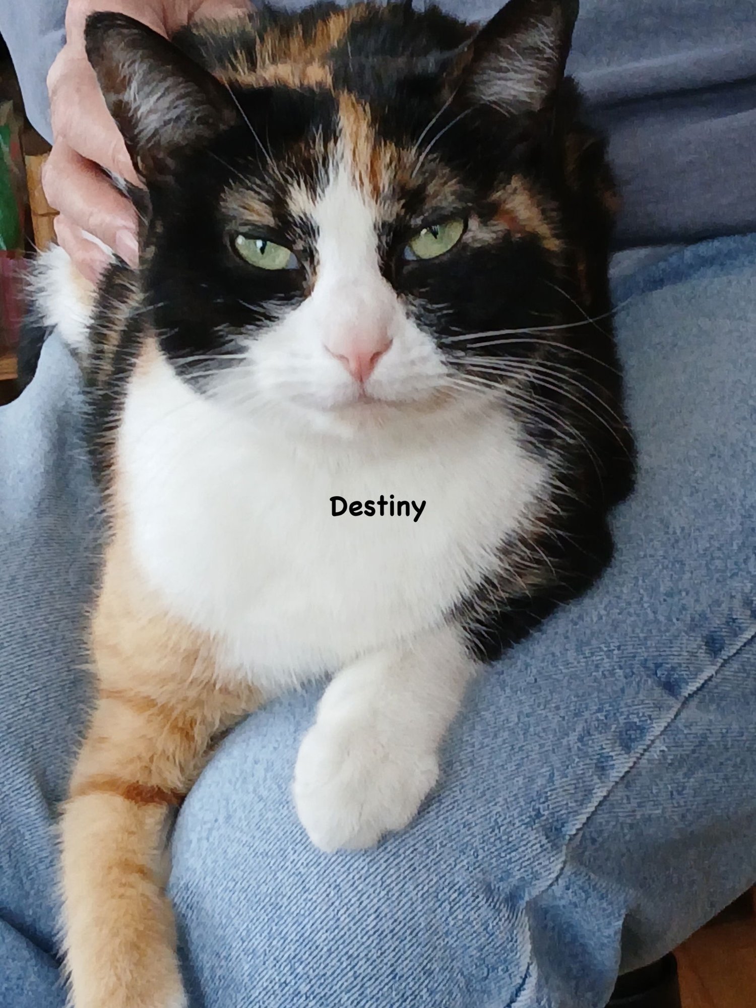 DESTINY - Domestic Short Hair / Calico available for adoption